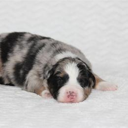 December - Blue merle male Australian Shepherd puppy in Circleville, Utah from Canyon Creek Aussies