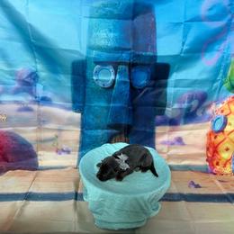 Karen - Blue female German Shepherd puppy in Magnolia, Texas from K & Q Shepherds