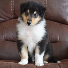 Boy 3 - male Collie puppy in Danville, Pennsylvania from Brookwood Collies, Smooth & Rough