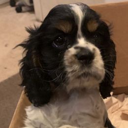 Cocker Spaniels from Trinity’s Cockers