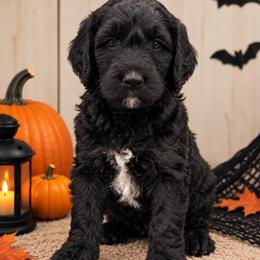 Jean ( Phoenix) - Black female Poodle puppy in Lecanto, Florida from Lecanto Puppy