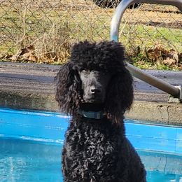 Tucker - Poodle