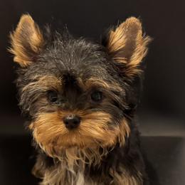 Toby - Black and gold male Yorkshire Terrier puppy in Colmesneil, Texas from Wanda Toparcean's Yorkies