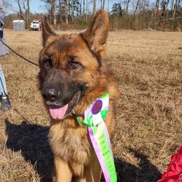 Imre - German Shepherd