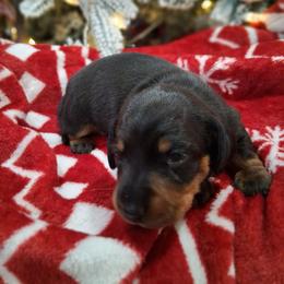 Girl 2 - Black and tan female Dachshund puppy in Farmerville, Louisiana from Hancock House of Basset Hounds & Mini Dachshunds
