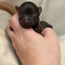 Gizmo - Liver male Miniature Schnauzer puppy in Montebello, California from Rod Schnauzers