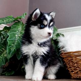 Pomsky Puppies from Arctic Star Pomskies