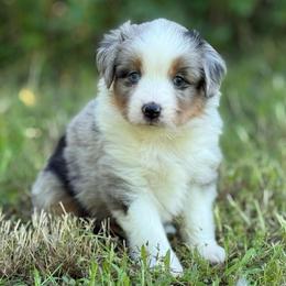 Harry - Blue merle male Miniature Australian Shepherd puppy in Natural Dam, Arkansas from Natural State Aussies