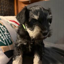 Boy Green Collar - Black and silver male Miniature Schnauzer puppy in Prescott, Washington from Winona Schnauzers