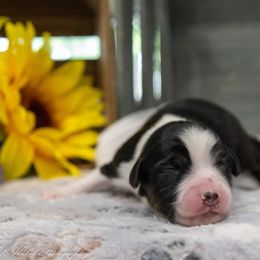 Miniature American Shepherd Puppies from Kubes Mini Aussies