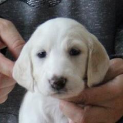 Saluki and Whippet Puppies from Aeolus Salukis & Whippets