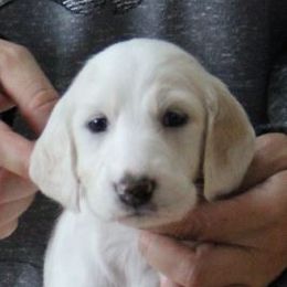 Saluki and Whippet Puppies from Aeolus Salukis & Whippets
