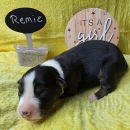 Remie - Black tri-color female Australian Shepherd puppy in Shepherdsville, Kentucky from Annie's Aussies
