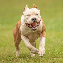 Bear - American Pit Bull Terrier