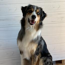 Rowan - Australian Shepherd