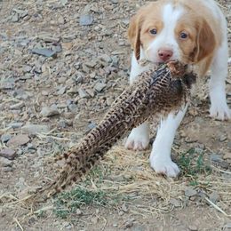 Brittany Puppies from Buster Pointe Brittanys