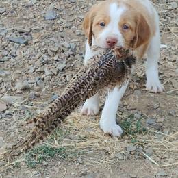 Brittany Puppies from Buster Pointe Brittanys