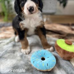 Bernedoodle Puppies from East Coast Bernedoodles