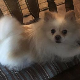 AVERY - Pomeranian