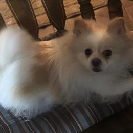 AVERY - Pomeranian