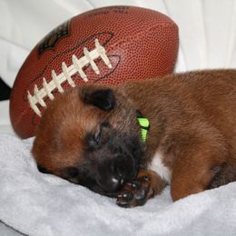 Belgian Malinois Puppies from Pyrex Kennels