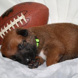 Belgian Malinois Puppies from Pyrex Kennels