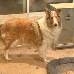 Opal - Collie
