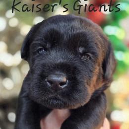 Boy 2 - Black male Giant Schnauzer puppy in Billings (Bil), Montana from Kaiser's Giants
