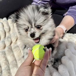 Doc Howliday - Blue merle male Pomeranian puppy in Lake Forest Park, Washington from Tea Pup Pomeranians