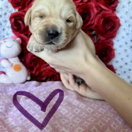 Labrador Retriever Puppies from Lonestar Labradors C&E