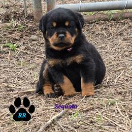 Sequoia - Black and mahogany female Rottweiler puppy in Tangent, Oregon from Raya's Royals