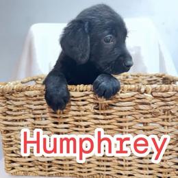 Humphrey - Black male Labrador Retriever puppy in Lucasville, Ohio from Backwoods Labradors