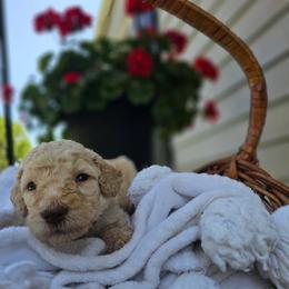 Boy 4 (Black collar) - Cream male Poodle puppy in Columbia, South Carolina from Tommy Jones