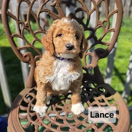 Lance - Red  male Goldendoodle puppy in Shelby Township, Michigan from Shelby Doodles MI LLC