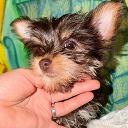 Queen lay - Chocolate and tan female Yorkshire Terrier puppy in Fort Myers, Florida from Katherine’s Yorkies and Poodles
