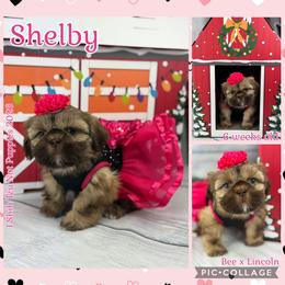 Shelby - Liver female Shih Tzu puppy in Beatrice, Nebraska from I Shih Tzu Not Puppies