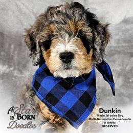 Bernedoodle Puppies from A Star is Born Doodles