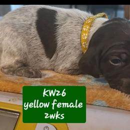 Yellow girl kw26 - Liver roan female German Shorthaired Pointer puppy in Dahlonega, Georgia from Pointer Mountain Bird Dogs