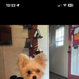 Chihuahua and Chinese Crested Puppies from Western Kentucky Chihuahua’s and Chinese Crested’s