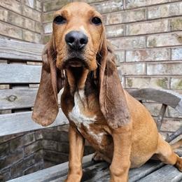 Ginger - Red female Colombian Fino Hound puppy in Kingston, Tennessee from Fino Hounds USA