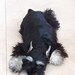 Miniature Schnauzer Puppies from Del Sol Miniature Schnauzers