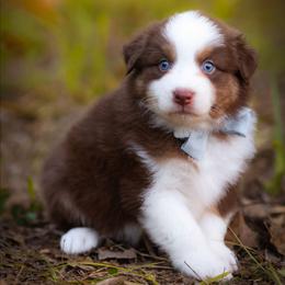 Harbor - Red tri-color male Australian Shepherd puppy in Georgetown, Texas from River Reign Australian Shepherds