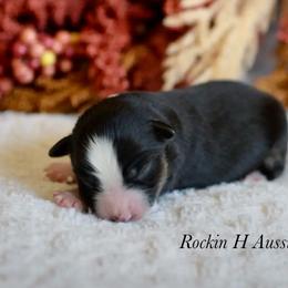 Ty - Black tri male Toy Australian Shepherd puppy in Russellville, Arkansas from Rockin H Aussies