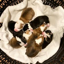 Pembroke Welsh Corgi Puppies from Farm Charm Corgis