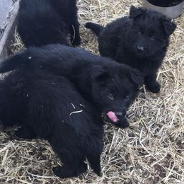 German Shepherd Puppies from Kraften K9