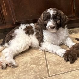 Labradoodle Puppies from AV Cares Doodles