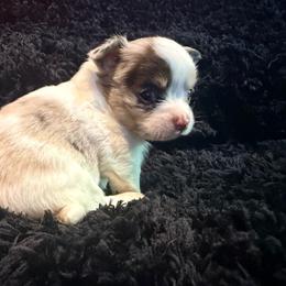 Stuart - White male Chihuahua puppy in Seneca, Missouri from Stephanie’s Puppy Colony