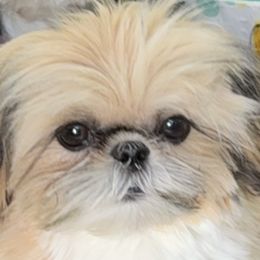 Shih Tzus from California Dreamin’ Shih Tzus