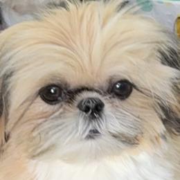Shih Tzus from California Dreamin’ Shih Tzus