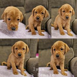 Isla - Pink Collar - Yellow female Labrador Retriever puppy in Boyd, Minnesota from Lindley Labradors